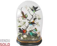 Oiseaux exotiques - 1860 env.