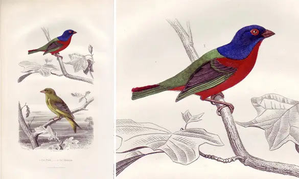 Pape - E. TRAVIÈS - 1849