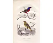 Pape - E. TRAVIÈS - 1849