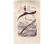 Veuves - E. TRAVIÈS - 1849