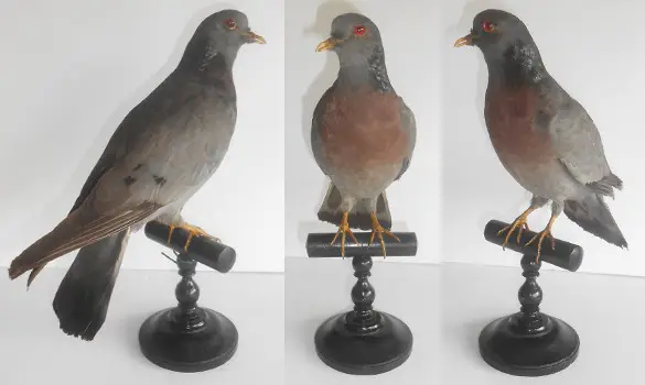 Pigeon colombin - 1880
