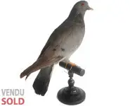 Pigeon colombin - 1880