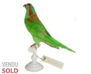 Lori à bandeau rouge - 1860