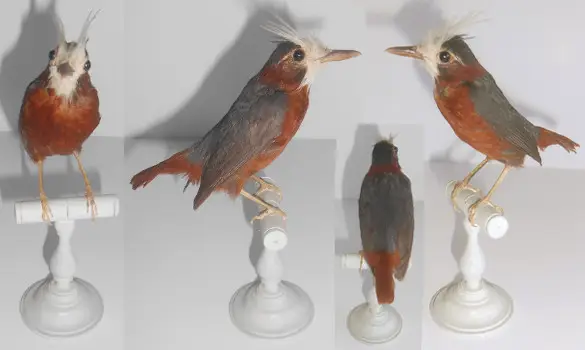 Fourmilier manikup - 1880 env.