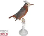 Fourmilier manikup - 1880 env.