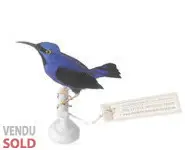 Guit-guit céruléen - 1880 env.