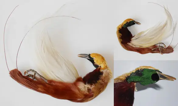 Paradisier - 1880 env.