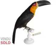 Toucan ariel - 1880 env.