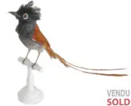 Tchitrec d'Afrique - 1890 env.