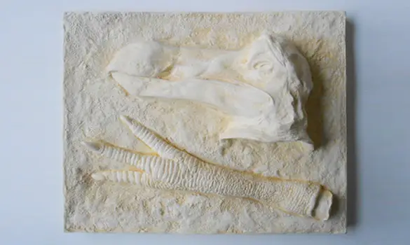 Tête et patte de Dodo