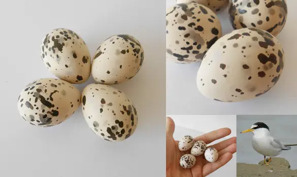 Sterne naine (reprod.)