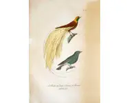 Paradisier - BUFFON - 1838