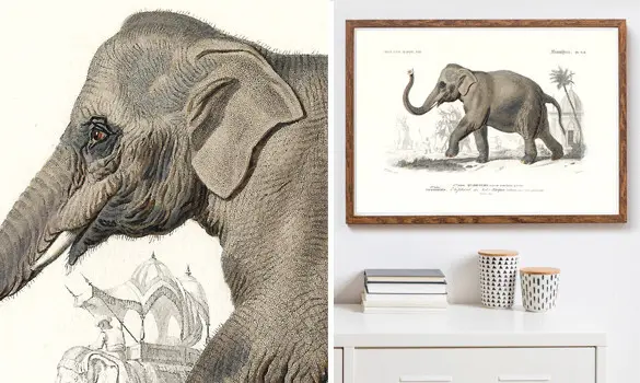 L'éléphant des Indes