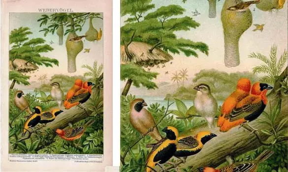 Tisserins - ERLE M. - 1902