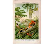 Tisserins - ERLE M. - 1902