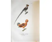 Coq de Roche - BUFFON - 1838