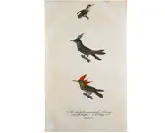 Colibris - BUFFON - 1838