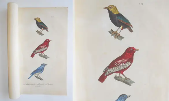 "Le Pompadour" - BUFFON - 1838