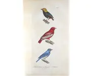 "Le Pompadour" - BUFFON - 1838