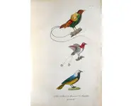 Paradisiers - BUFFON - 1838
