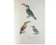 Toucans et Martin - BUFFON - 1838