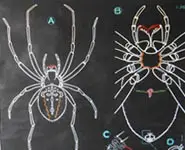 Affiche AUZOUX - 1958