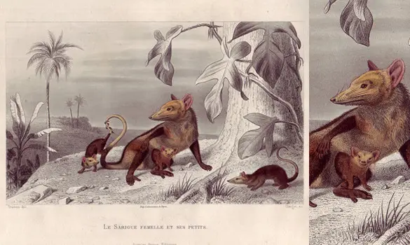 Sarigue - E. TRAVIÈS - 1849