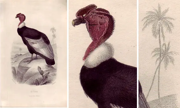 Condor - E. TRAVIÈS - 1849