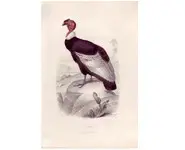 Condor - E. TRAVIÈS - 1849