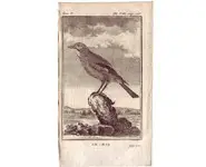 Geai - BUFFON - 1775