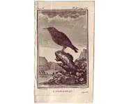 Etourneau - BUFFON - 1775