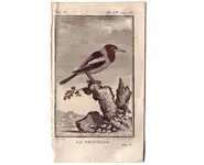 Troupiale - BUFFON - 1775