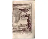 Oiseau de paradis - BUFFON - 1775