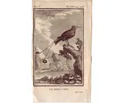 Manucode - BUFFON - 1775