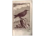 Corneille - BUFFON - 1775