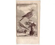 Grives - BUFFON - 1775