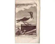 Corneille - BUFFON - 1775