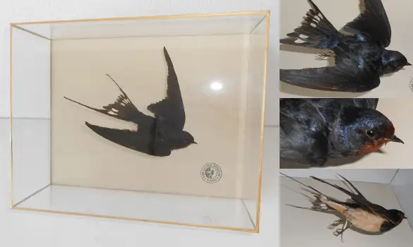 Hirondelle - 1880 env.