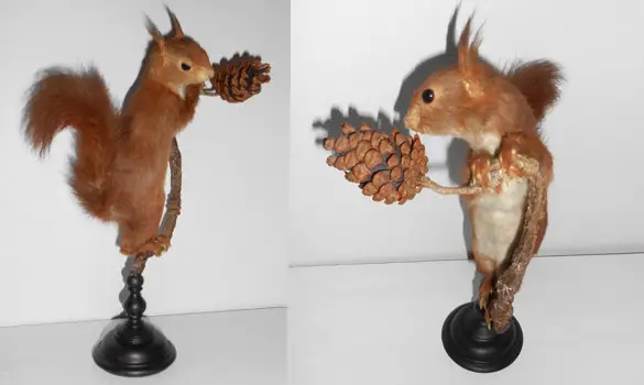 Ecureuil roux - 1975 env.