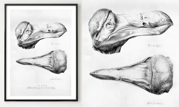 Tête d'Oxford poster