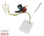 Colibri madère - 1880 env.