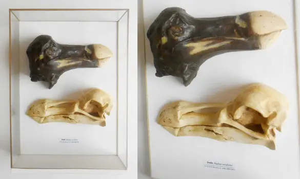Tête et crâne de Dodo vitrine