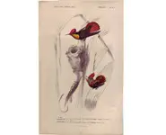 Colibris - E. TRAVIÈS - 1850