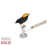 Manakin tête d'or - 1880 env.