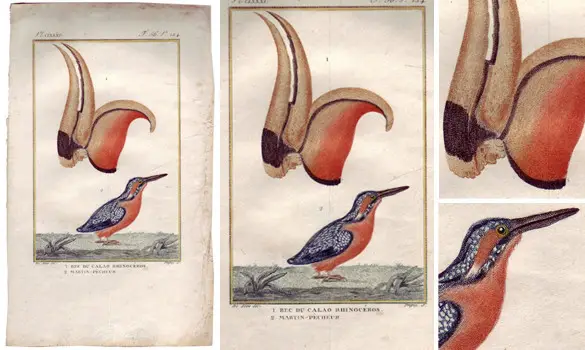 Calao - DUPIN - 1850 env.