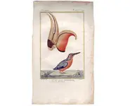 Calao - DUPIN - 1850 env.