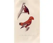 Coq de roche - POURRAT F. - 1850