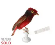 Cotinga ouette - 1860 env.