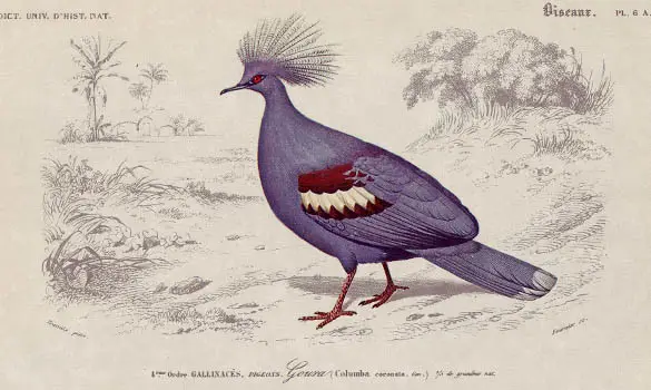 Pigeon goura - E. TRAVIÈS