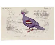 Pigeon goura - E. TRAVIÈS